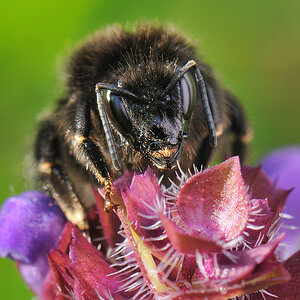 Steinhummel