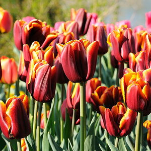 Tulpen auf der Mainau
DSC 1714