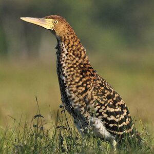 Marmorreiher (Jungvogel)