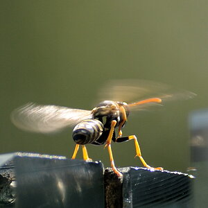 Wespe 2