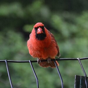 Roter Kardinal, Central Park, NY