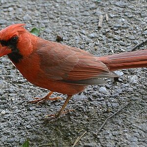 Roter Kardinal, Central Park, NY