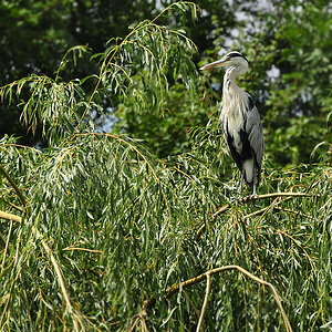 DSC 3442 wilf 1024
