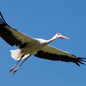 Storch Test 2
