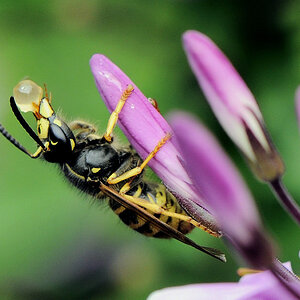 Wespe 1