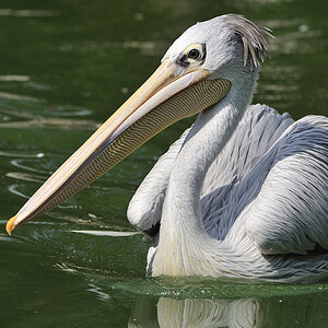 Pelikan