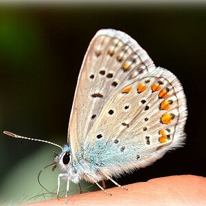 schmetterling