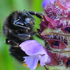 Steinhummel