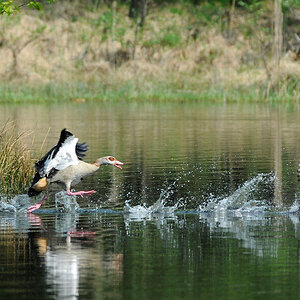 Nilgans jagt Blässralle