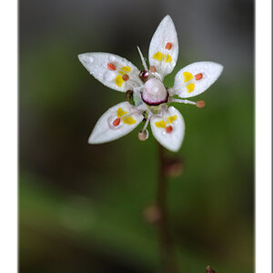 Wasserblume