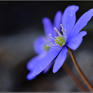 Blau