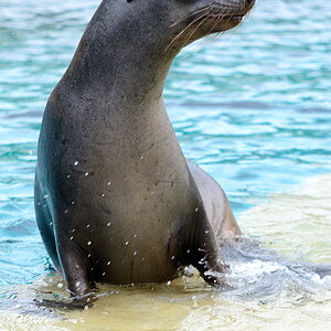 Seelöwe