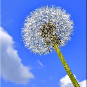 Busteblume