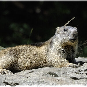Murmel in freier Wildbahn