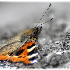 Schmetterling