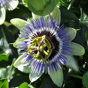 Passionsblume