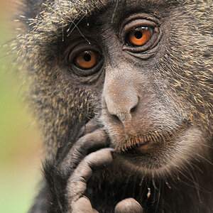 Diadem Meerkatze
im Lake Manyara Nationalpark
1804