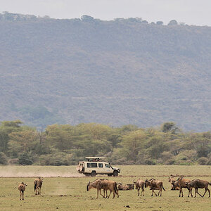 Gnus im Lake Manyara Nationalpark.
Auf der Grabenbruchkante befindet sich das
die Serena Lake Manyara Lodge
9760