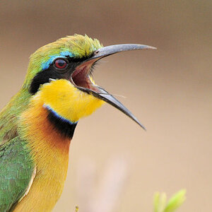 Zwergspint (Little Bee-Eater) im Lake Manyara Nationalpark
1753