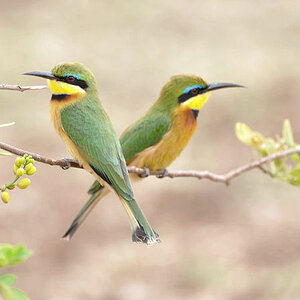 2 Zwergspinte (Little Bee-Eater) im Lake Manyara Nationalpark
9716