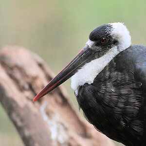 Wollhalsstorch im Lake Manyara Nationalpark
9704
