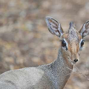 Dik Dik im Lake Manyara Nationalpark
9939