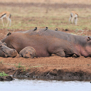 Flußpferde im Lake Manyara Nationalpark
1768