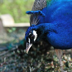 Bergzoo Halle(Saale) Pfau-Ego2