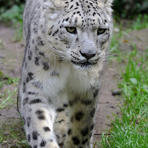 Schneeleopard