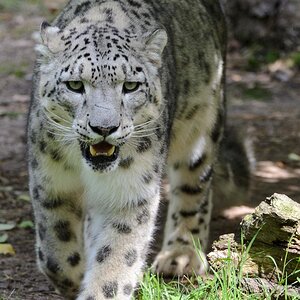 Schneeleopard