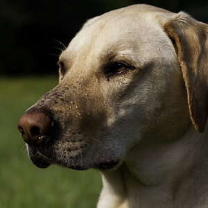 Murphy