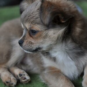 Chihuahua