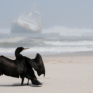 Kormoran 1