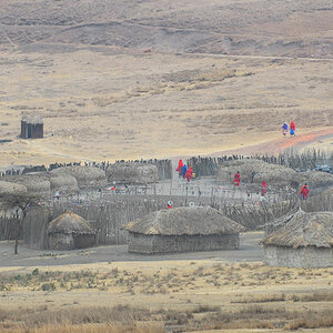 Maasai Boma für Touristen,
Nähe Einfahrt zum Ngoronogoro Krater
0877