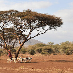 Maasai mit Schafherde
7351