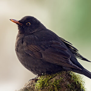 amsel2