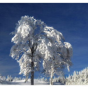 Blau-weiss am Holmenkollen