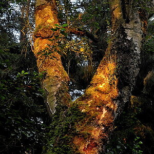 Birke, Lüneburger Heide, im letzten Abendlicht