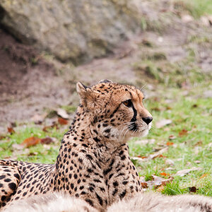 20090117 5638 [D300]   F7,1 400,00mm