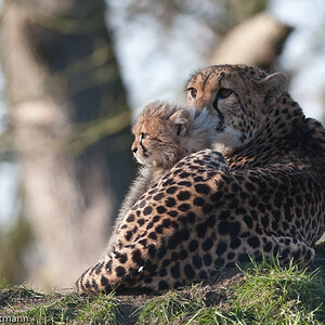 20090125 6500 [D700]   F7,1 420,00mm 2