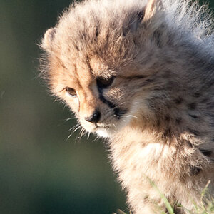 20090125 6553 [D700]   F8,0 600,00mm 2