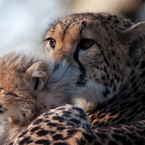 20090125 6500 [D700]   F7,1 420,00mm 2