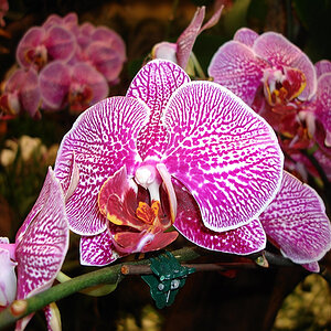 Flowers Sin 001a