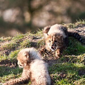 20090125 6563 [D700]   F10,0 600,00mm