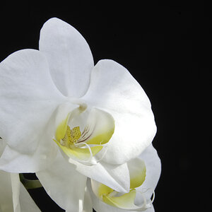 Orchidee 8Bit JPEG klein
