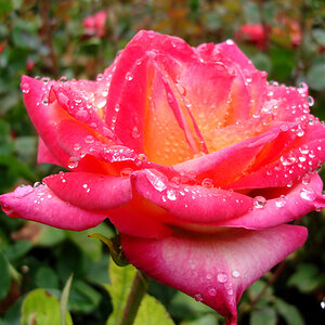 rose 3 Neuseeland 125
