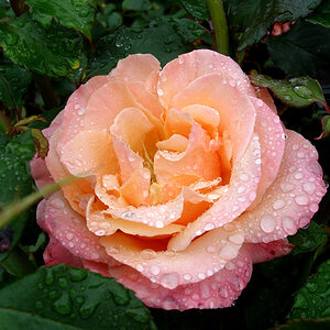 rose 4 Neuseeland 128