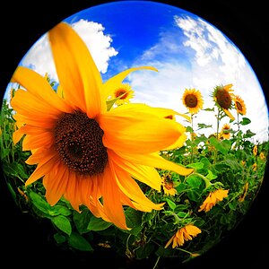 2008 08 04 Fischige Sonnenblumen und Tanke im Abendrot D7C 0286