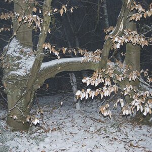 Zusammengewachsen und eine Brücke.
2 Bäume = 1 Baum?