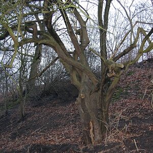 baum